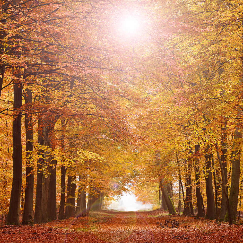 An Introduction to Druidry