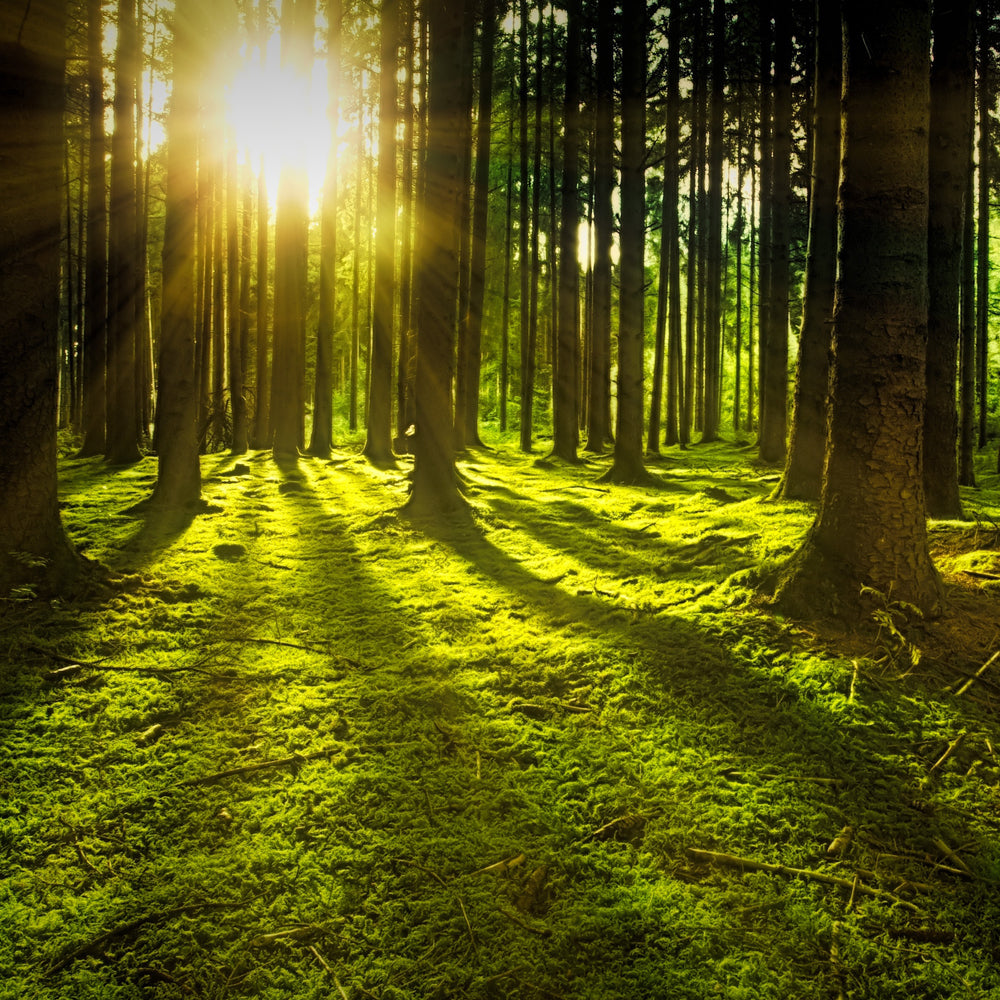 An Introduction to Hedge Witchery