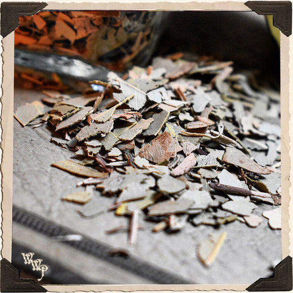 EUCALYPTUS LEAVES APOTHECARY. Dried Herbs. For Purification, Healing & Protection.