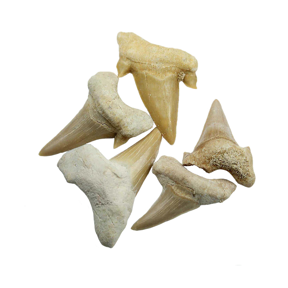 Shark Teeth