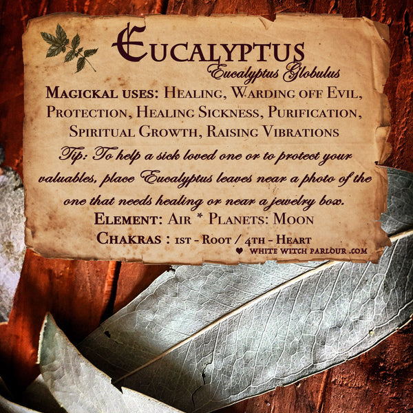 EUCALYPTUS LEAVES APOTHECARY. Dried Herbs. For Purification, Healing & Protection.