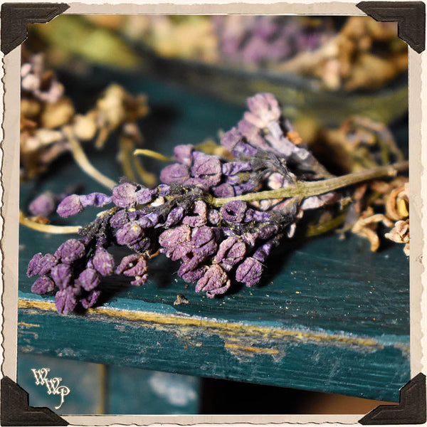 LILAC FLOWER APOTHECARY. Dried Herbs. For Psychic Awareness, Spirits, Mourning & Letting Go.