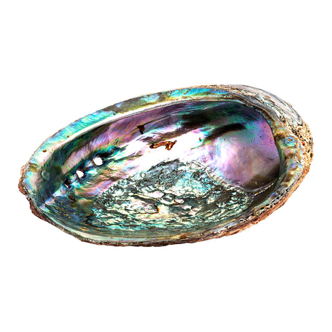 Abalone Shell 4" - 5"