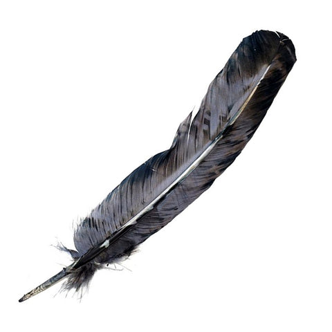 Smokey Gray Feather